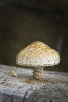 Large mushroom on a tree stump. Stock Photos