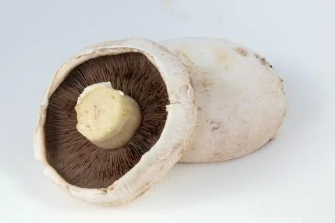Large mushrooms Stock Photos