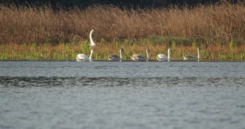 Large mute swan on shore flapping wings, smaller swim on lake Stock Footage 263060980