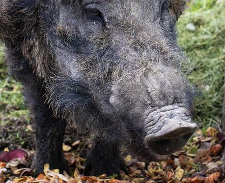 Large muzzle and head of a wild boar with a piglet. Hunting for wild animals Stock-Fotos