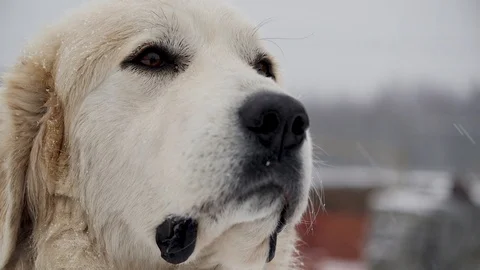Large muzzle of a Great Pyrenees 3 Stock Footage 101346505