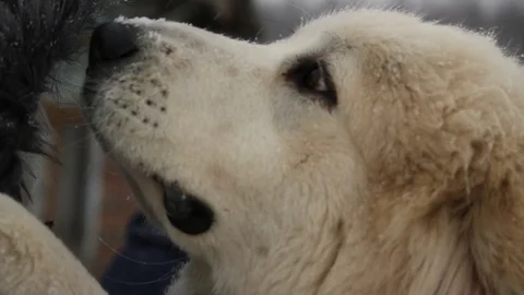 Large muzzle of a Great Pyrenees dog 2 Stock Video Pond5