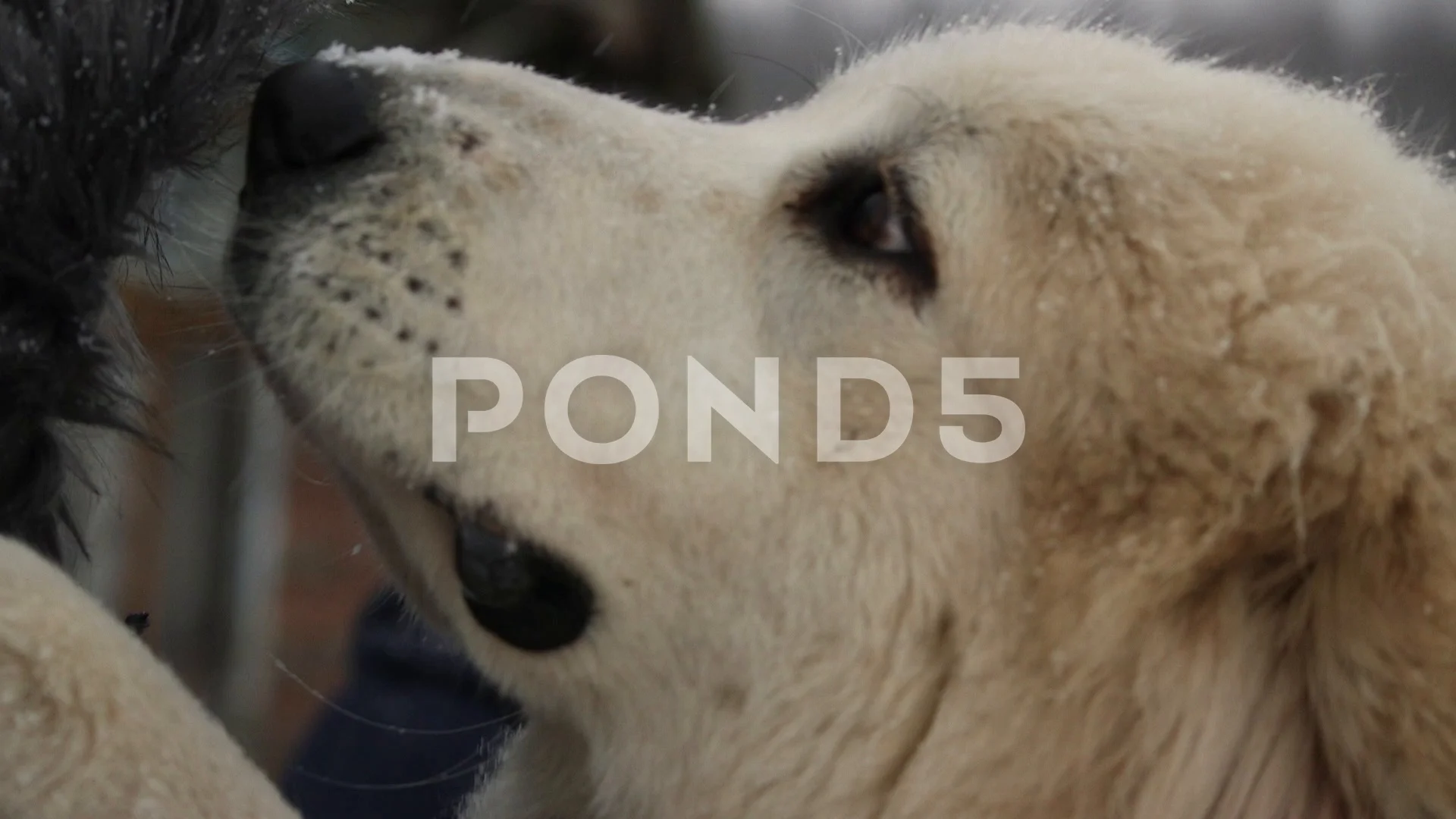 muzzle for great pyrenees