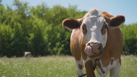 Large muzzle of a red cow. Red and white spotted cow in meadow with yellow bu Stock Photos