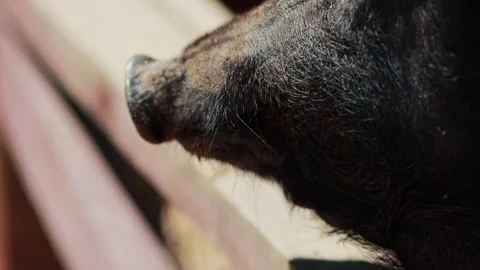 A large muzzle of a wild pig that eats, close-up Stock Footage 305841192