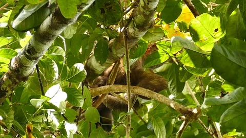 Large nails scratching sloth's fur while perched in high tree Stock Footage 123613653