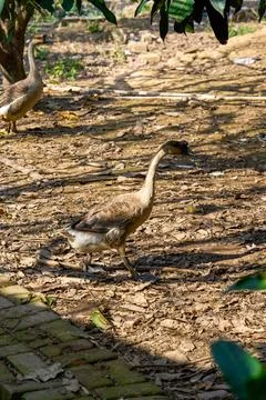 Large native geese free-range in the countryside Fotos de archivo