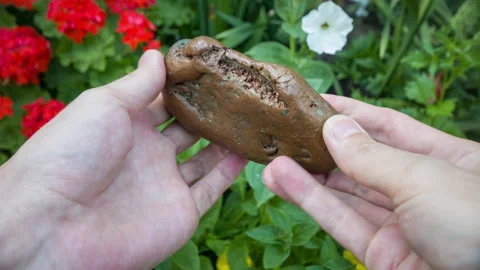Large natural copper nugget in the hands of a geologist. Video stock 116694758