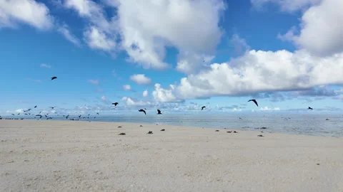 Large nest of Green Sea Turtle hatchings scurry across the sand towards the Stock Footage 329285715