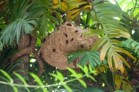 Large nest of wasps on tree Stock Photos