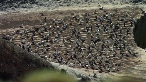 A Large Nesting Colony Of Australasian Gannets At Cape Kidnappers In Hawke's Stock Footage 336417249