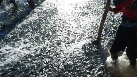 A large net of live sardines on the beach at Scottburgh in South Africa Stock Footage 137288056