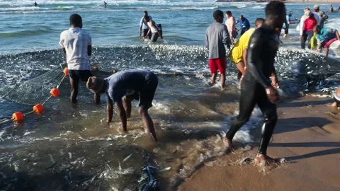 A large net of sardines on the seashore at Scottburgh beach in South Africa Stock Footage 137147038