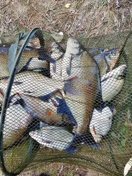 A large net teeming with freshly caught fish showcases the day's successful f Stockfoto's