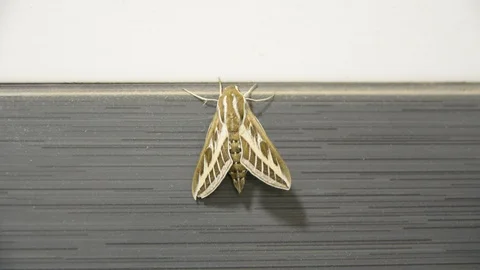 Large night moth on the tile wall. someone touch with finger at wings. Stock Footage 104635153