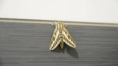 Large night moth on the tile wall. someone touch with finger at wings. Stock Footage 104635229