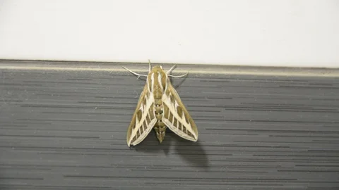 Large night moth on the tile wall. someone touch with finger at wings. Stock Footage 104635497