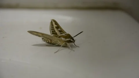 Large night moth on the tile wall. someone touch with finger at wings. Stock Footage 104635542