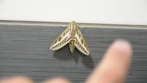 Large night moth on the tile wall. someone touch with finger at wings. Stock Footage 104635636