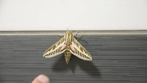Large night moth on the tile wall. someone touch with finger at wings. Stock Footage 104635718