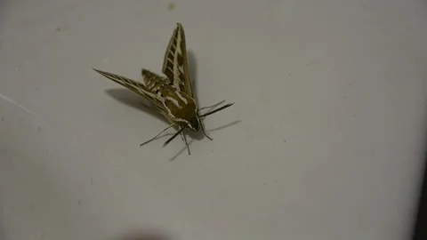 Large night moth on the tile wall. someone touch with finger at wings. 스톡 동영상 104635808
