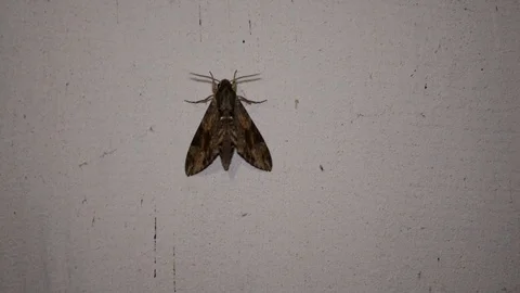 Large night moth on the wall Stock Footage 102129218
