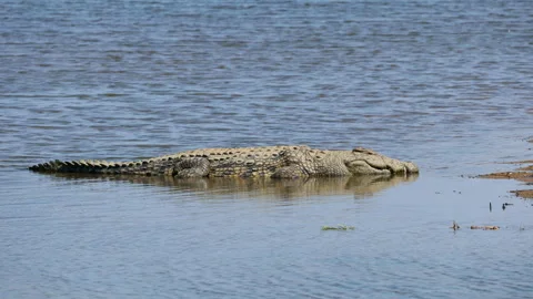A large Nile crocodile basking in shallow water, Kruger National Park Stock Footage 344928546