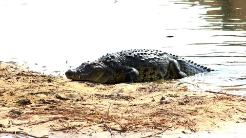 Large Nile crocodile crawling out of a river onto a sand bank.HD Vidéo 144351720