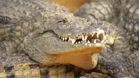 Large Nile Crocodile Opening Its Mouth With Sharp Teeth. Close Up Stock Footage 233396995