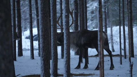 Large noble deer bowing with his high antlers in a snowy forest in snowy Finland Stock-Footage 122817285
