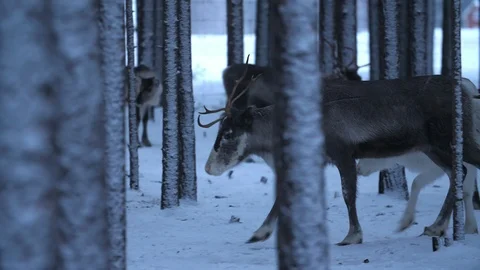 Large noble deer going and seeking food in a winter pine forest in Finland Stock-Footage 122817617