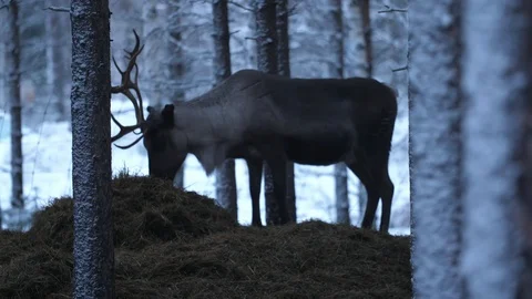 A large noble deer standing and eating fresh hay in a snowy forest in Finland Stock-Footage 122817499