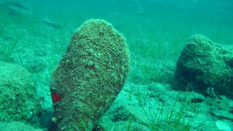 Large Noble pen shell against a background of sea grass and water column. Stock Footage 264152707