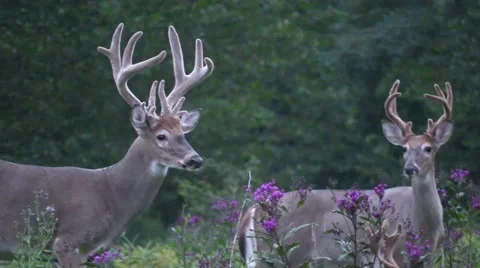 Large non typical whitetail buck in velvet beds down nature wildlife animal Stock Footage 50052872
