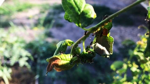 A large number of ants on a branch. Stock Footage 112717882