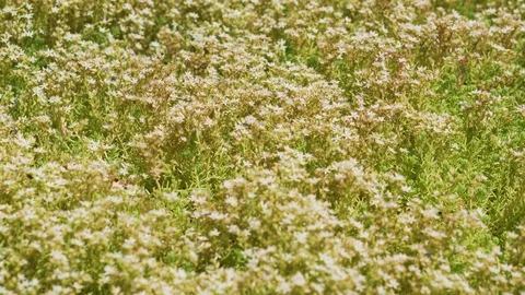 A large number of bees drink nectar from beautiful flowers Stock Footage 94485487
