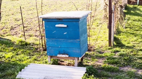 A large number of bees fly around their hives in a green field. Stock Footage 107173408
