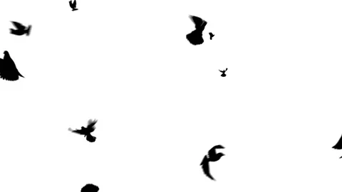 A large number of birds flying in different directions on a white background HD Stock Footage 124585943