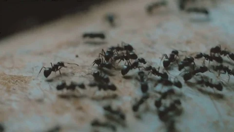 Large number of black ants close-up Stock Footage 73644491