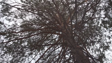 Large number of branches of an old strong pine tree Stock Footage 121313902