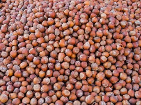 A large number of brown hazelnuts. Stock Photos