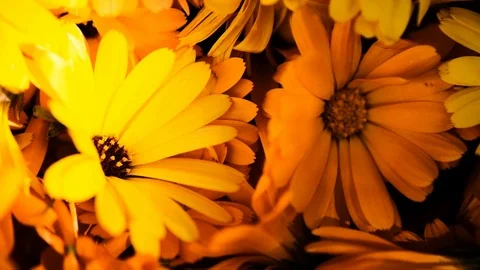 A large number of calendula flowers close-up. rapidly changing light and shadow  Stock Footage 117355514