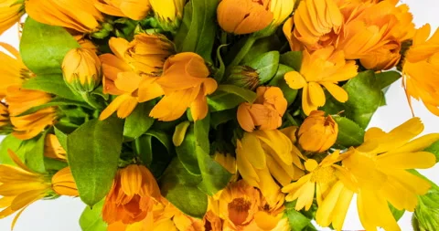 A large number of calendula flowers close-up. rapidly changing light and shadow Stock Footage 125019538