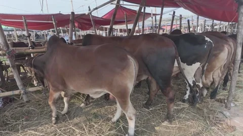 Large Number of Cattle at Eid Market in Diyabari with Tents and Caretakers Stock Footage 335376919