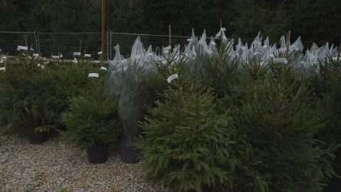 A large number of Christmas trees are on display in a field Video stock 301618338