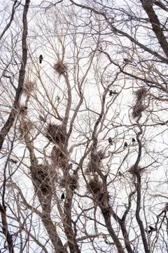 A large number of crows and tree nests on a spring day Stock Photos