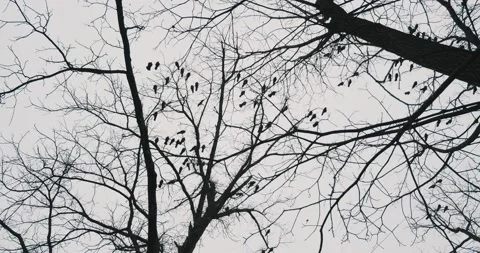 A large number of crows sit on the bare branches of trees in windy Stock Footage 131211200