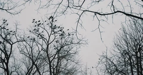 A large number of crows sit on the bare branches of trees Stock Footage 131211267