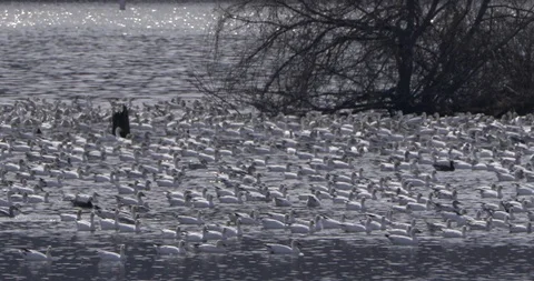 Large number of ducks floating on the river Stock Footage 93368801