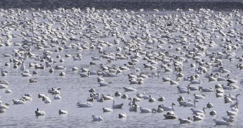 Large number of ducks floating on the river Stock Footage 93368877